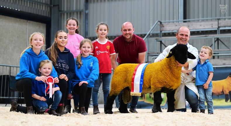 Suffolks hit a record high of 42,000gns in Ballymena 