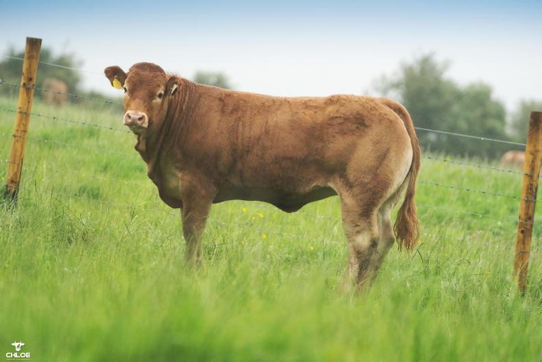 Carrowneden heifers average €5,844 in online auction