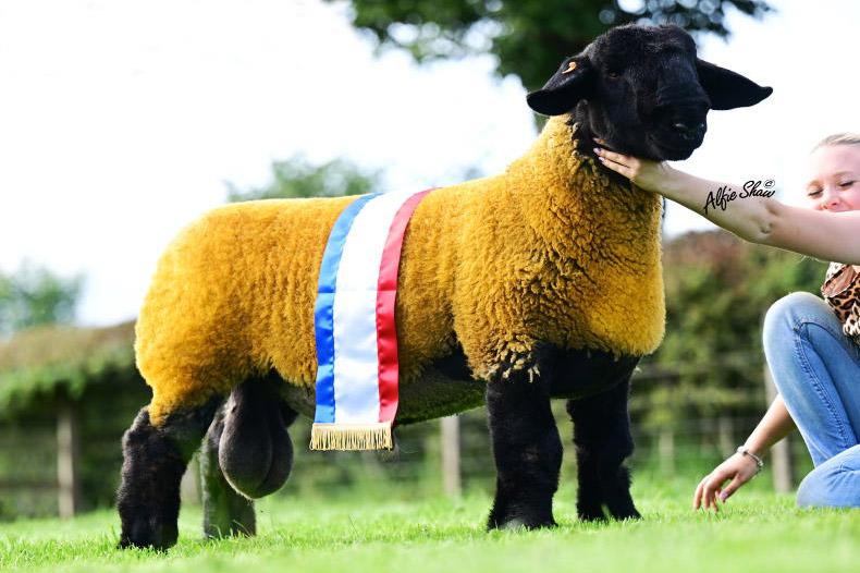 Howgillfoot ram lamb sells for 40,000gns in Lanark