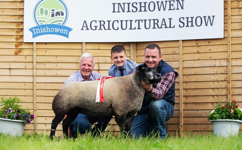 Blue Texel wins interbreed champion at the Inishowen Show
