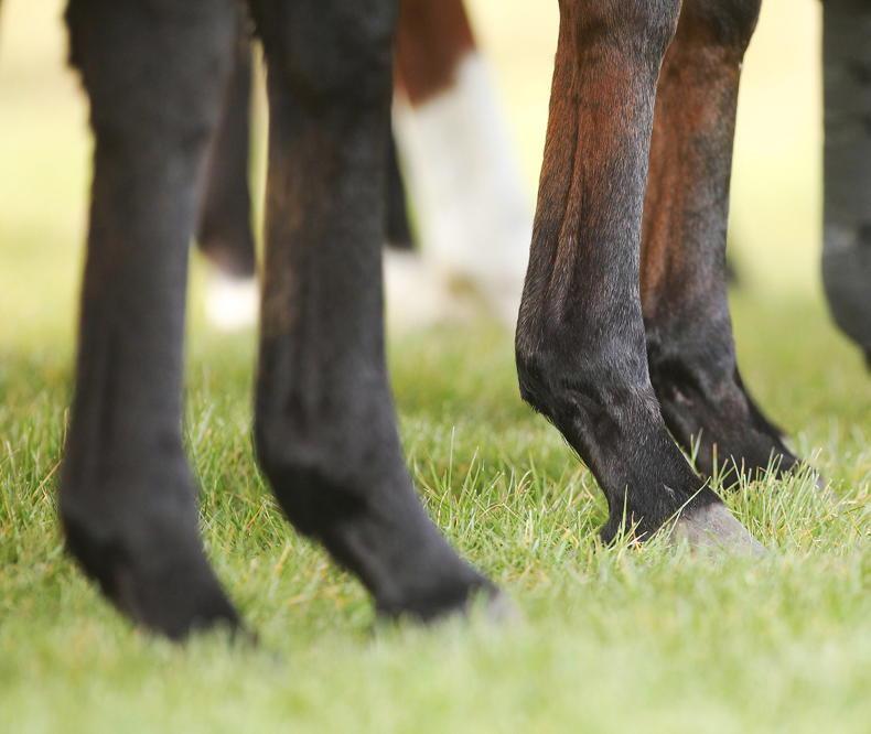 Plans for two new horse slaughter plants 