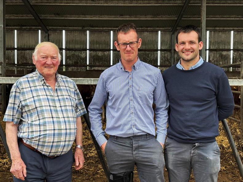 Meet the Maxwells: inside one of Ireland's largest weanling export yards