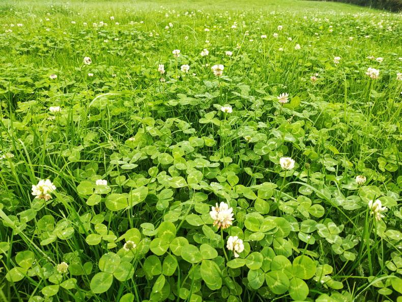 Mixed results with red and white clover