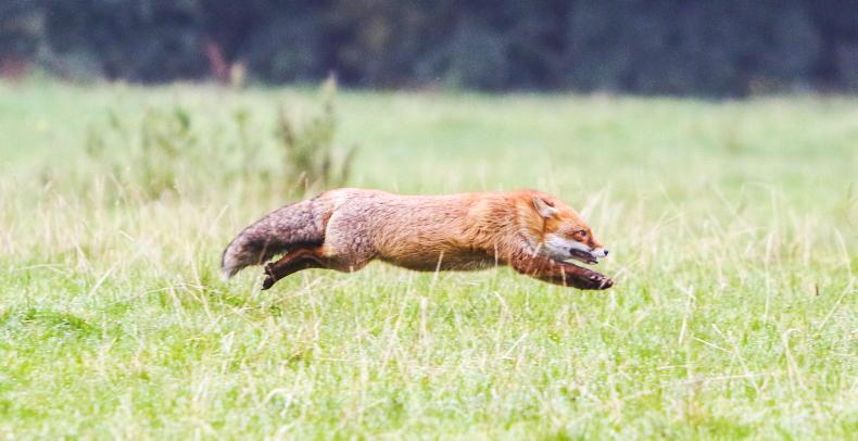 Strong lobbying on fox hunting vote