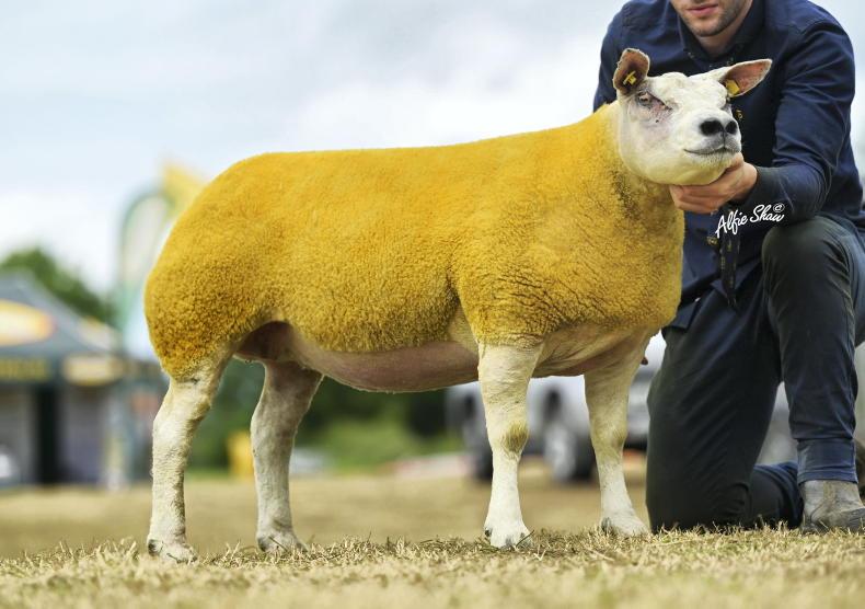 Irish Beltex breed record smashed at the Exclusive Extravaganza 