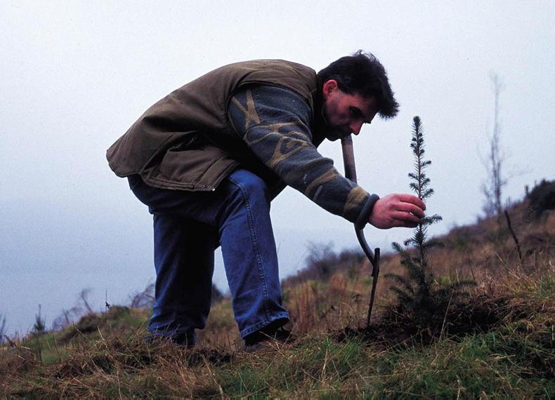 Jump in forestry plantings