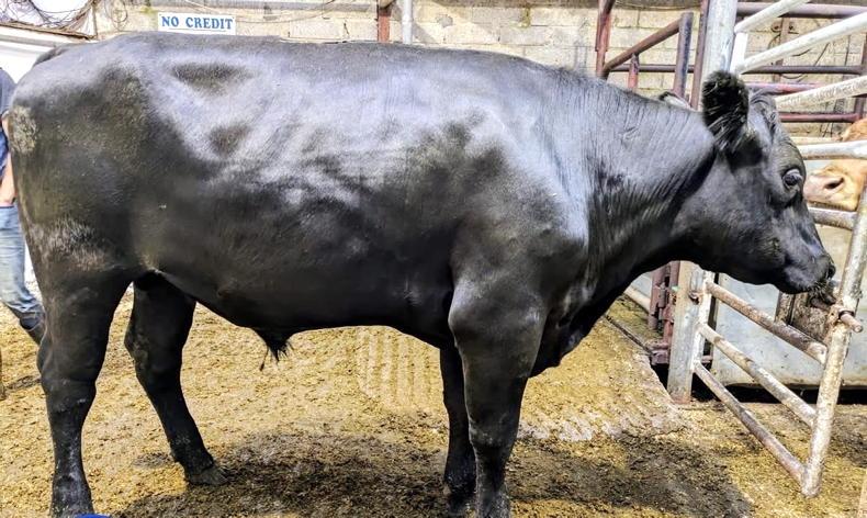 Camera at the Mart: fleshed cattle on fire in Dowra