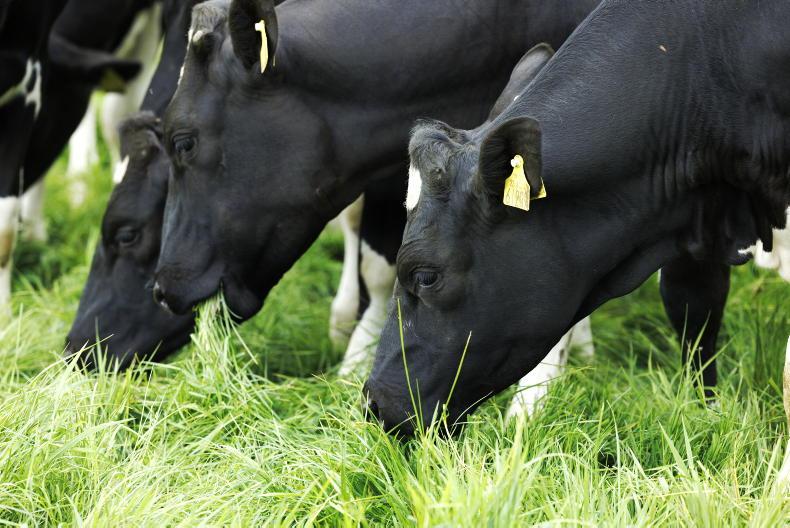 Grass+ Dairy: rain provides a welcome kick to growth