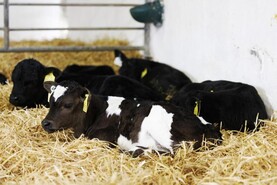 Calf studies show benefit of more milk replacer
