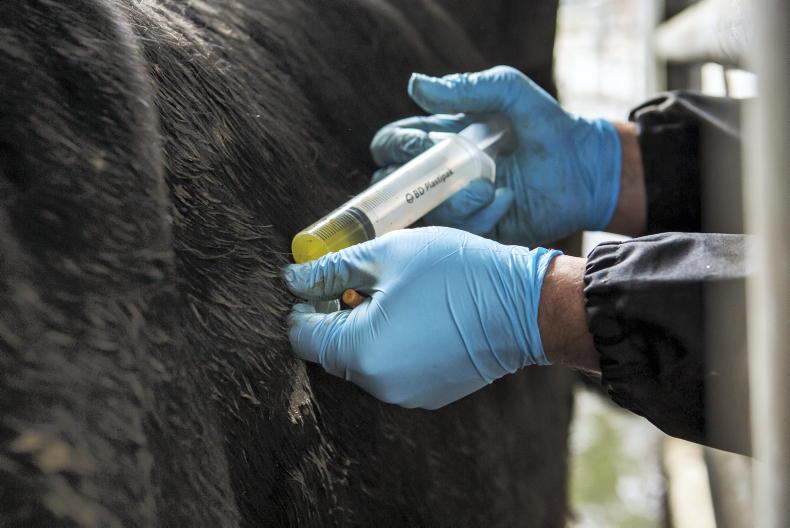 Antiparasitic prescription rules need a ‘serious rethink’ – ICSA