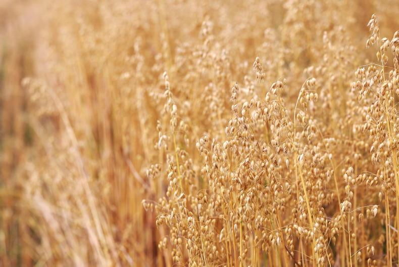 Grain Trends: no move on prices, oats an issue