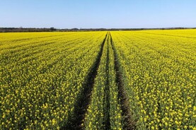 IGGG calls for examination into genetically modified grain