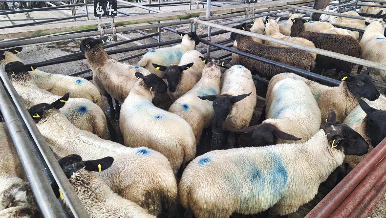 Sheep Management: selling stores, dip supply issues and ACRES landscape actions