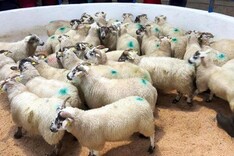 Sheep mart prices: light stores hit as high as €5/kg in marts