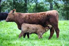 Grass+ Beef: cruise control button hit again with grass