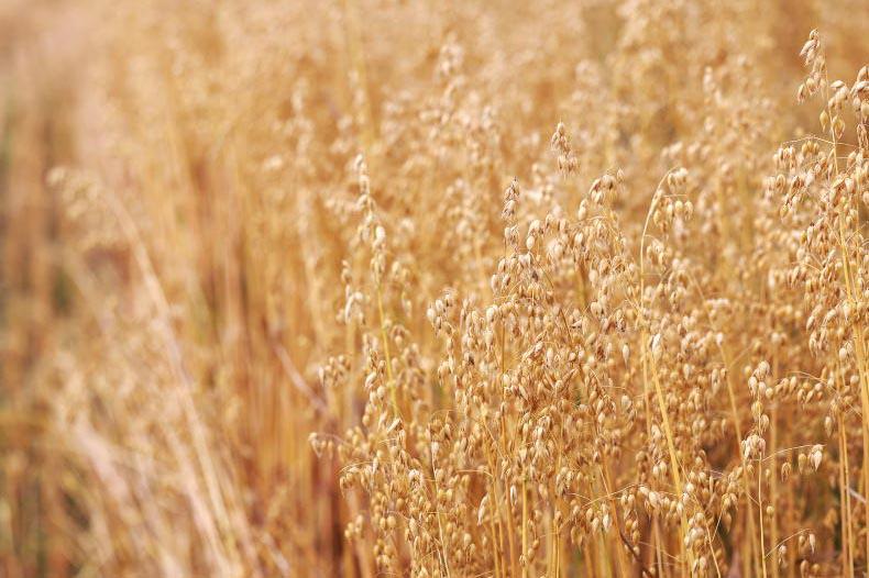 Cereal production estimated up 334,000t in 2025