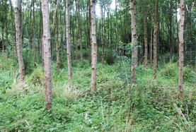 Ash forest owners urged to apply for reconstitution scheme
