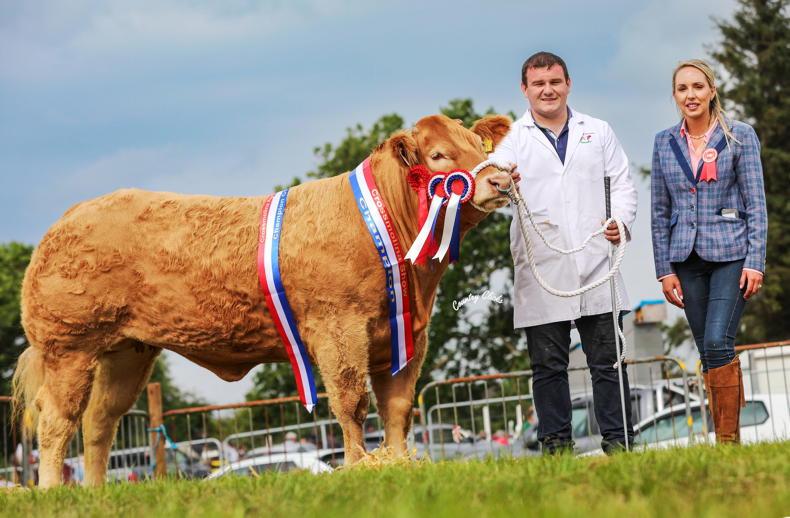In pictures: sunshine, smiles and Simmentals at Crossmolina Show