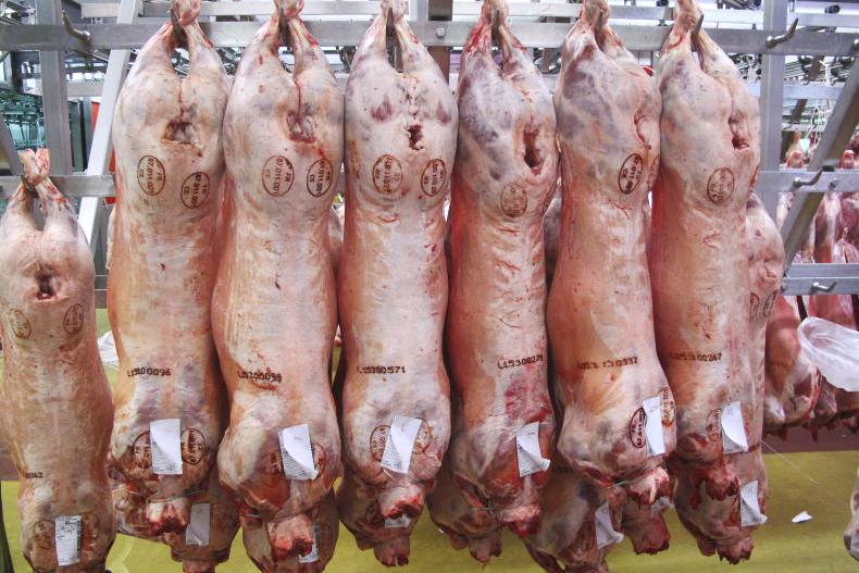 Sheep price update: trade steady at €8.20/kg base for QA lambs
