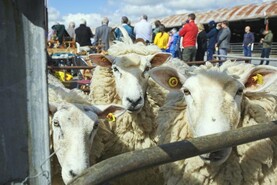 €2.50/kg for Galway wool for fifth year running