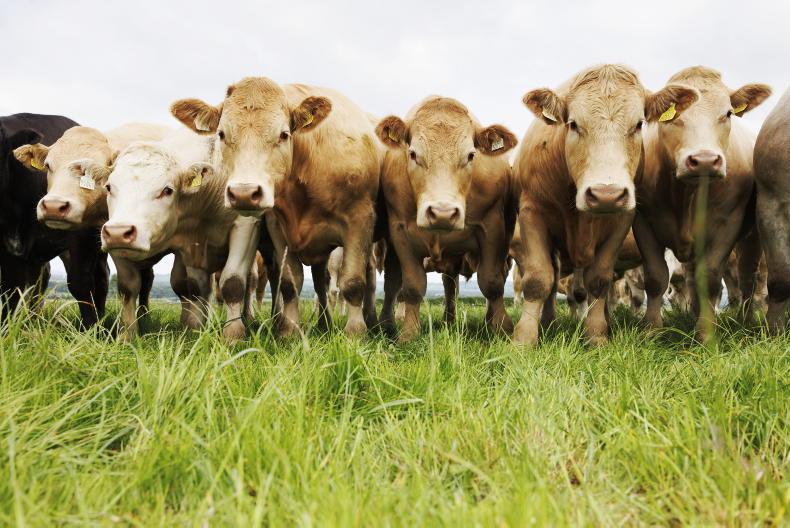 AIM analysis: over 130,000 fewer beef cattle on farms as of 1 June
