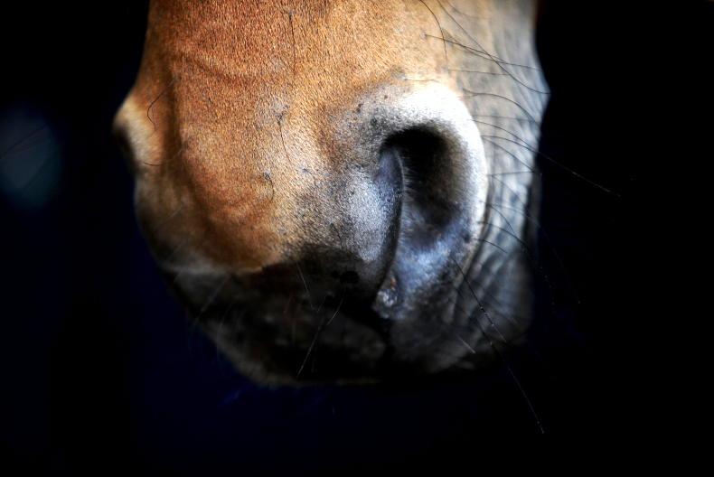 €500,000 in Department funds for equine IT traceability upgrades