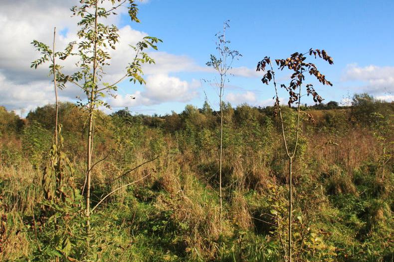 Ash dieback scheme still facing major challenges
