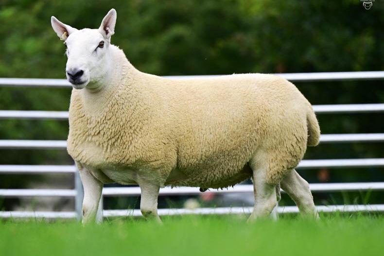 Glebefarm North Country Cheviots set to go online