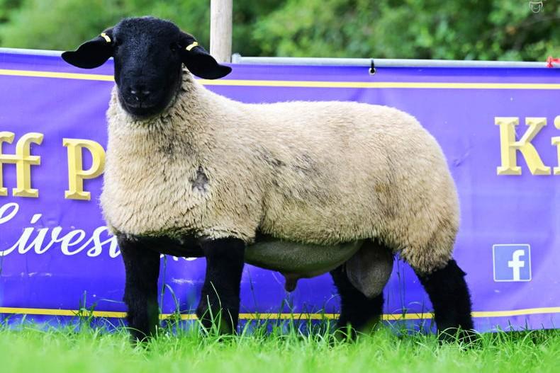 Big Boy Ram Sale returns to Carrick