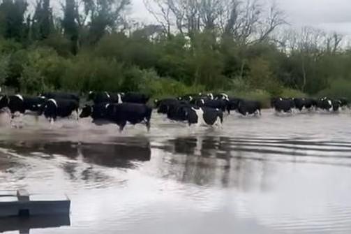 Watch: Louth rescue team help cattle in flooded field