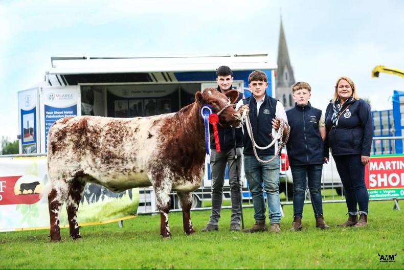 Young Stock Podcast: behind the scenes showing cattle