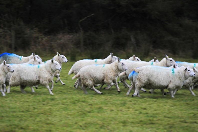 Dog control funding must be secured in budget – IFA