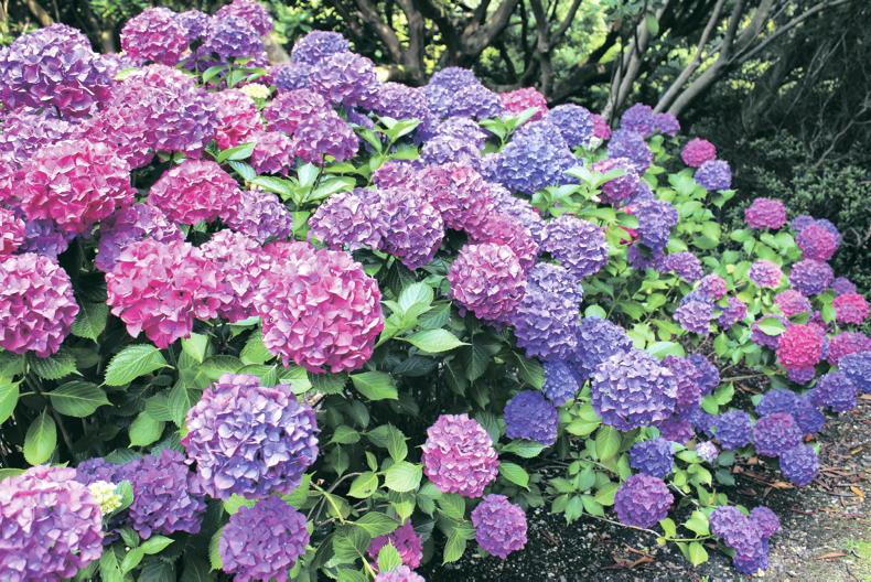 Gardening with Paul: home is where the hydrangea is...