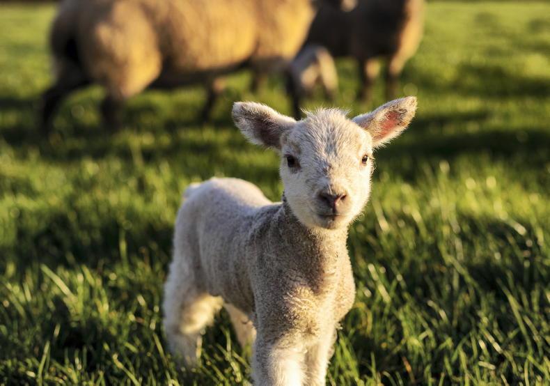 Over 20 lambs stolen from Tyrone farm
