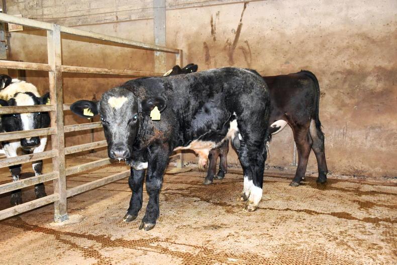 Red hot trade for cattle in Dungannon Mart