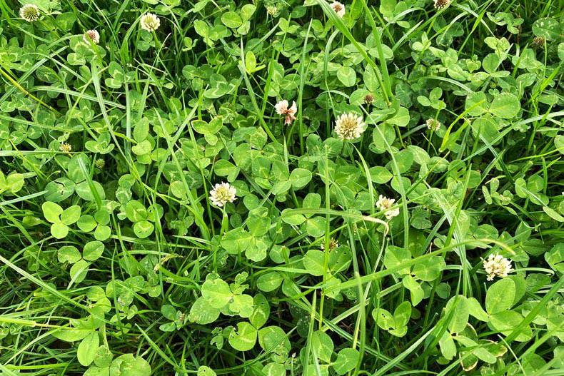Teagasc set to establish Clover Profit Index