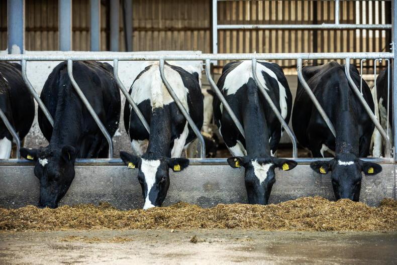 Average dairy income to reach €140,000, new report finds