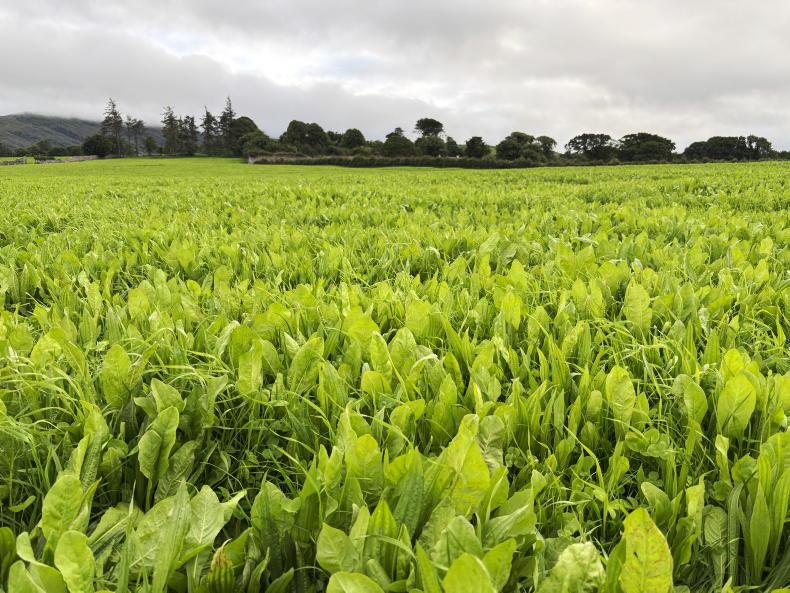 Multispecies central to Sligo reseeding plan