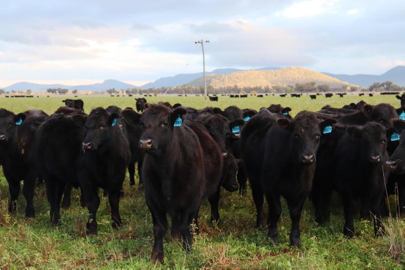 Australia opens the door to US beef imports