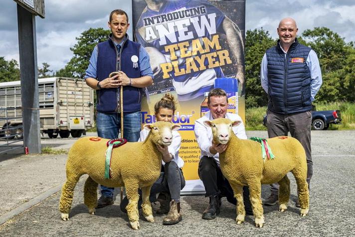 Ballymacnamee ewe lamb tops the NI Dorset club premier sale at 2,700gns
