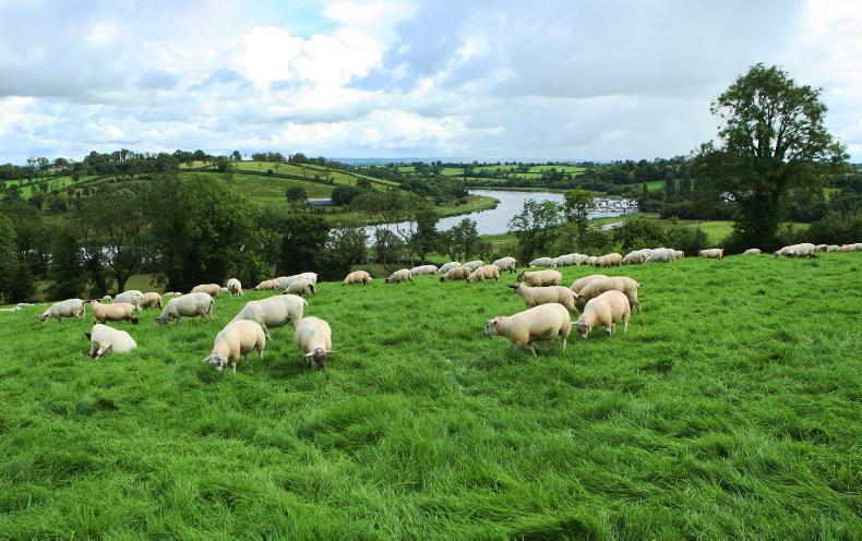 NI sheep output running 16.6% lower