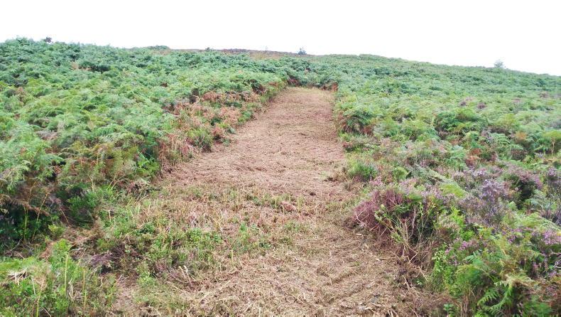 Bracken control moves beyond chemical spray