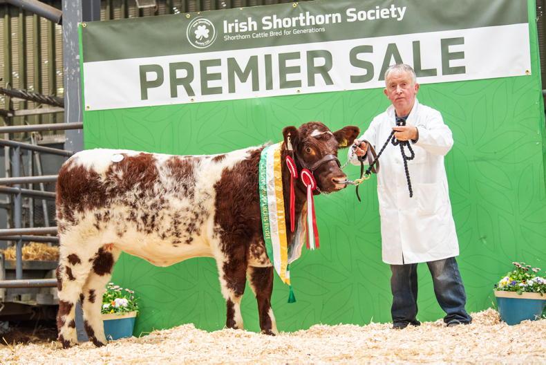 Bushypark: champion golfers and top-class Shorthorns