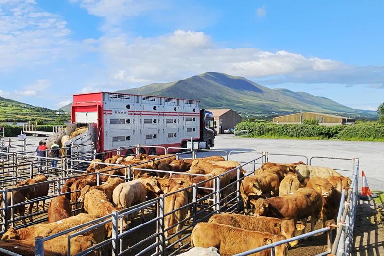 6% more cattle sold in marts in first half of 2025