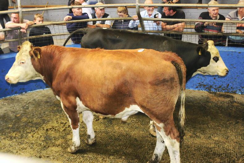 Camera at the Mart: high bids for heavy beef in Roscrea