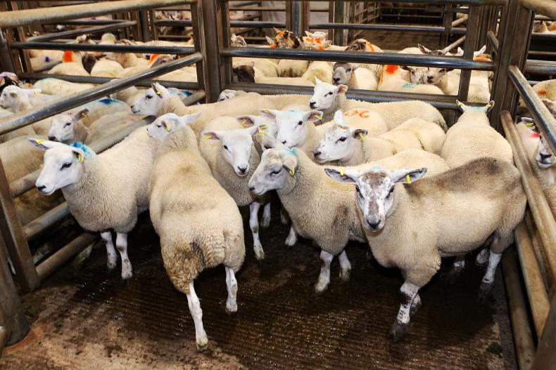 Roaring trade for store lambs at Markethill