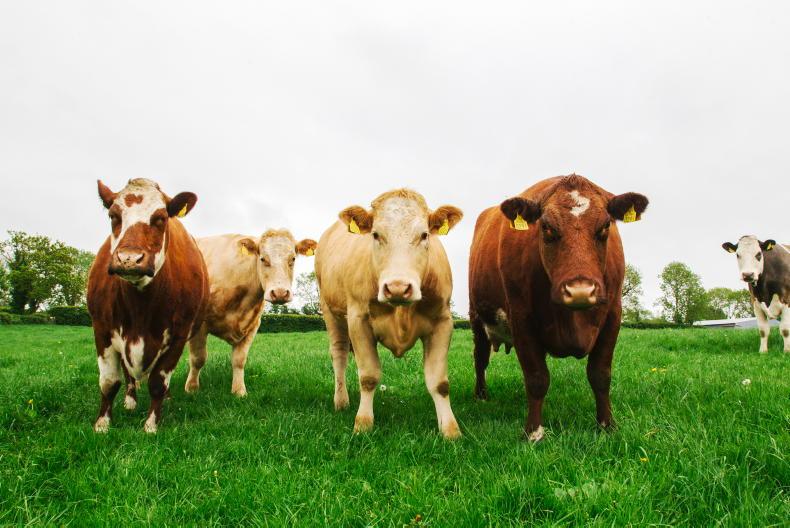 NI cull cows up £593 year-on-year
