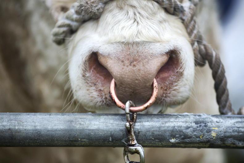 Five applications for bluetongue vaccines in NI