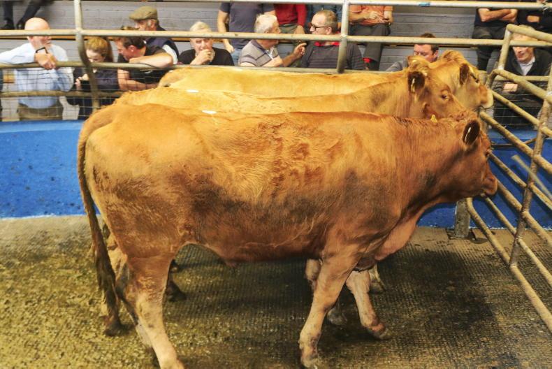 Martbids Database: low numbers hold mart trade firm