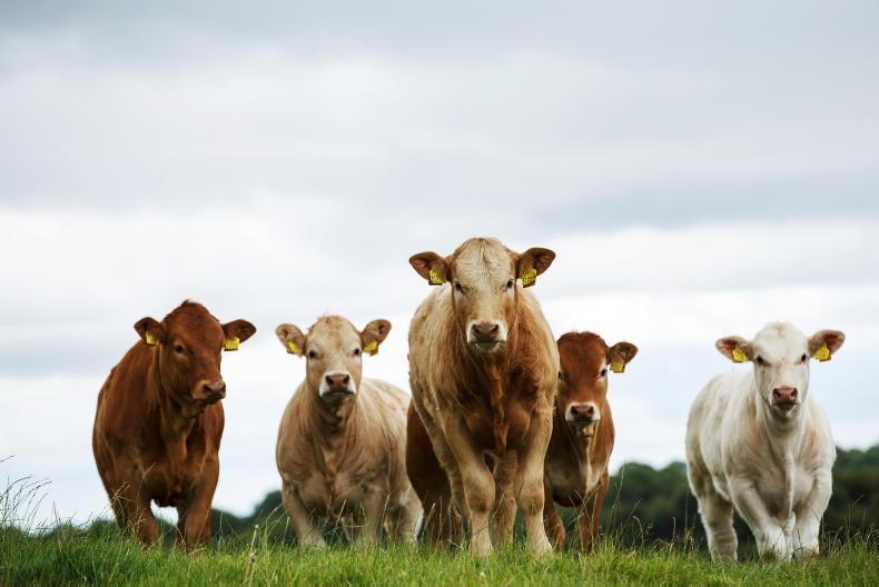 Cattle herd is running 275,000 head lower